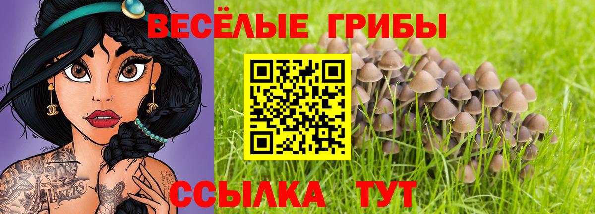Псилоцибиновые грибы Psilocybe Белогорск